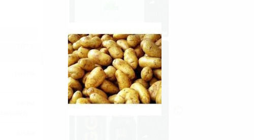 Round Shape Fresh Potato For Vegetables And Chips With Rich Source Of Dietary Fibres, Potassium, Vitamin C