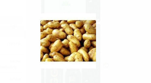 Round Shape Fresh Potato For Vegetables And Chips With Rich Source Of Dietary Fibres, Potassium, Vitamin C Moisture (%): 2%