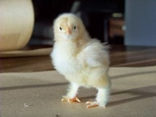 ब्रायलर व्हाइट एंड हेल्दी पोल्ट्री फार्म चिक