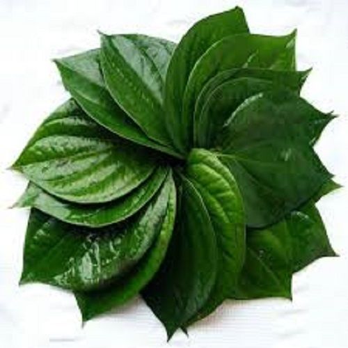 100 Percent Natural And Fresh Green Pure Betel Leaves For Mild Stimulant And Mouth Freshener