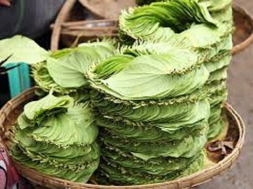 100 Percent Natural And Fresh Natural Green Betel Leaf For South Asian Cultures And Medicinal Purposes Shelf Life: 1-2 Months