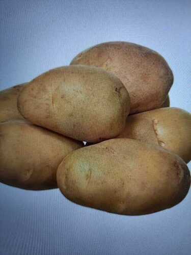 Fresh Potatoes, High In Nutritional Content And Are Rich In Taste