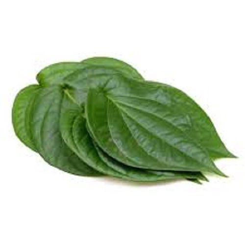 Highly Effective Long Shelf Life Natural Fresh Green Pure Betel Leaves