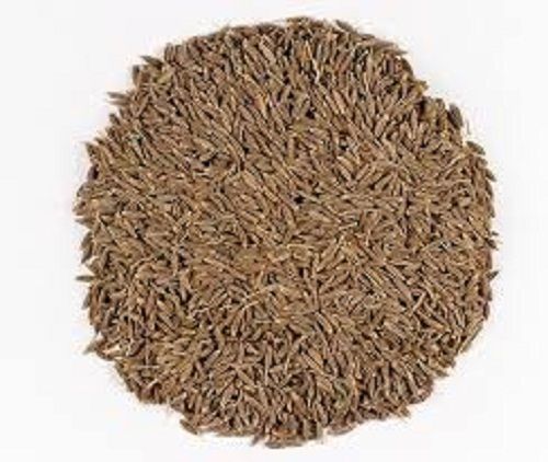 Impurity Free Fresh Natural Spices Cumin Seeds Dried, Shelf Life 12 Months, Brown Color