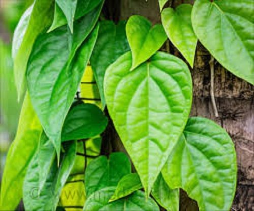 Long Shelf Life 100 Percent Natural And Fresh And Green Betel Leaf Plant