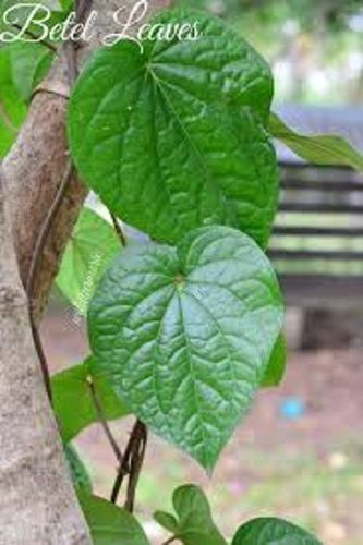 Long Shelf Life 100 Percent Natural Fresh Green Pure Betel Leaves Shelf Life: 1-2 Months