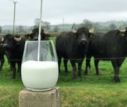 Thick Healthy And Highly Rich Premium Fresh Buffalo Milk