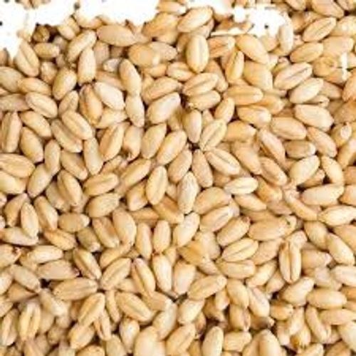 100 Percent Pure Natural And Premium Quality Organic Wheat