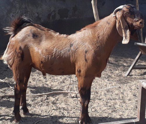 Brown And Healthy Live Goat Gender: Both