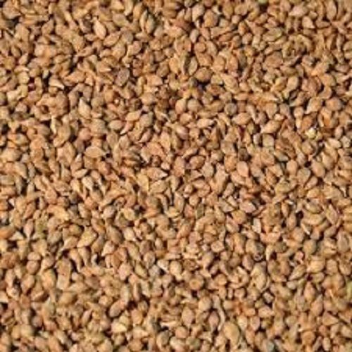 Hygienically Prepared No Added Preservatives Fresh Brown Pearl Millet Seeds