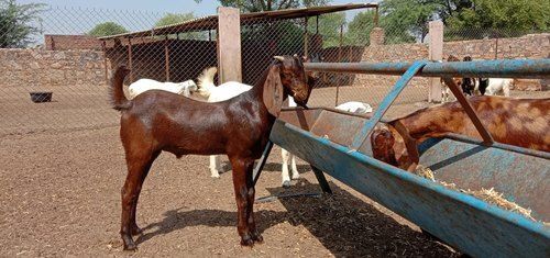 Male Local Nati Goat And Sheep Livestock Meat, 25 Kg To 40 Kg