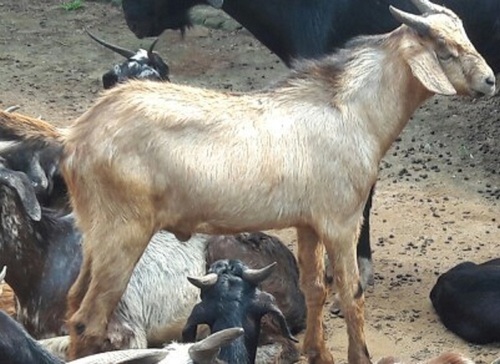 आधा सफेद प्राकृतिक और स्वस्थ मध्यम आकार का प्रोटीन फाइबर बकरी