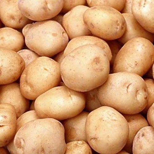 Raw Round Shape Moisture 83% Fresh Potato