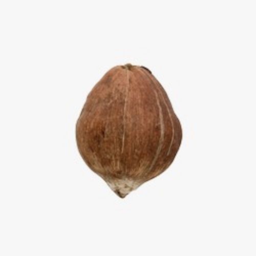 Brown Ssgj Natural Laghu Fresh Coconut Small Size For Religious Pooja