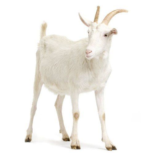 White Black And Healthy Live Goat