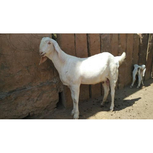 सफेद प्राकृतिक और स्वस्थ प्रोटीन फाइबर बकरी