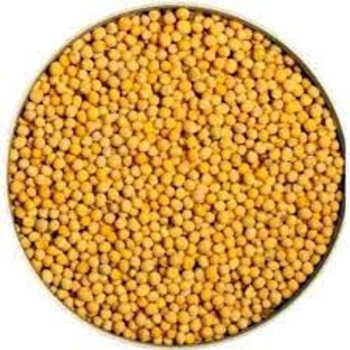 100% Premium Quality And Best Rich Natural Mustard Yellow Seeds
