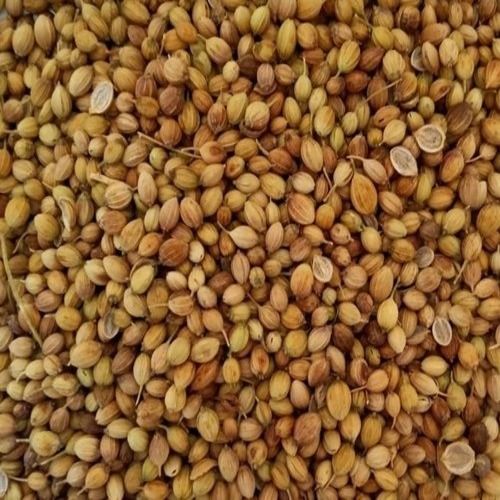 Food Grade Dried Raw Coriander Seeds For Cooking 