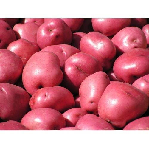 Organic And Fresh Healthy Potatoes For Delicious Foods With Nutrition