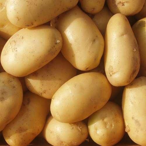 Organic And Fresh Healthy Potatoes For Delicious Foods With Nutrition
