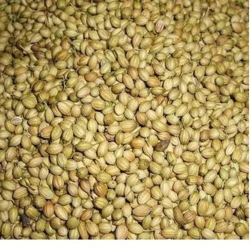 Green A Grade Spicy Healthy 100% Pure Natural Dried Coriander Seeds