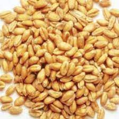 Brown Antioxidants Source Of Energy Fairly High Fiber Wheat Seeds 