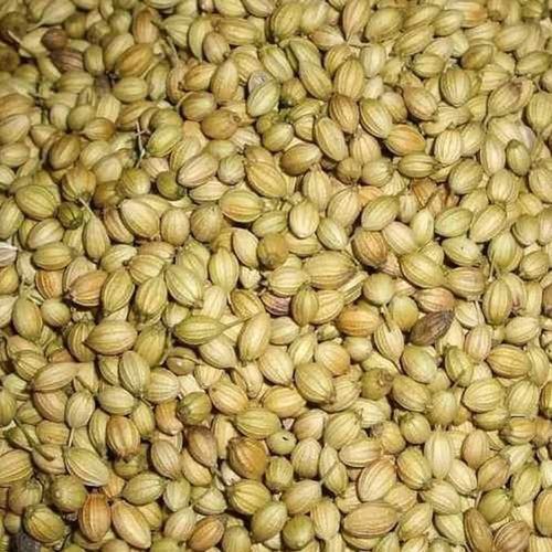 Commonly Cultivated 40% Moisture Containing Brown Coriander Seeds