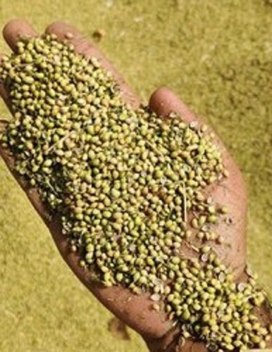 Coriander - A Grade Green Round Shape | Super Quality Spicy Taste 6 Months Shelf Life Raw Processing Versatile Culinary Use