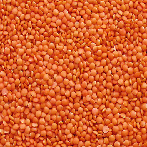 Round Shape Indian Origin Orange 100% Pure Dried Masoor Dal 