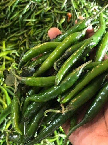 Length Healthy Farm Fresh Indian Origin Naturally Grown Vitamins Rich Spicy And Fresh Green Chilli