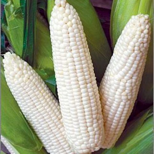 Healthy Rich High Nutrients White Maize Seed 