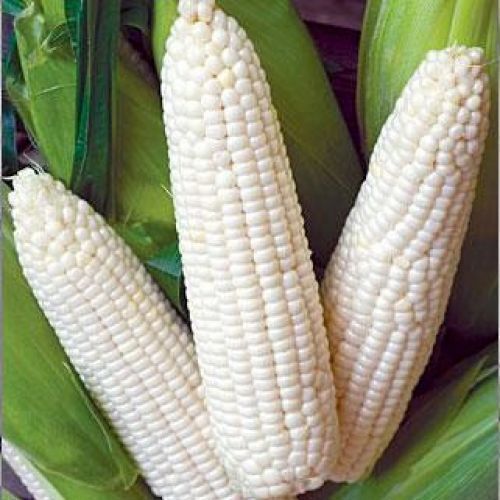 Common Healthy Rich High Nutrients White Maize Seed 