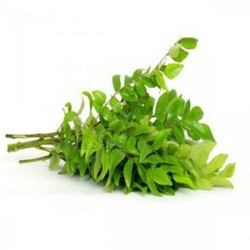 Indian Origin Naturally Grown Antioxidants And Vitamins Enriched Healthy Farm Fresh Green Curry Leaves