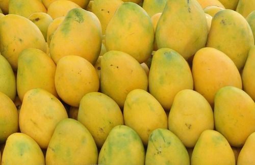 Good For Health Pesticide Free Delicious Sweet Taste Farm Fresh Green Sweet Mango