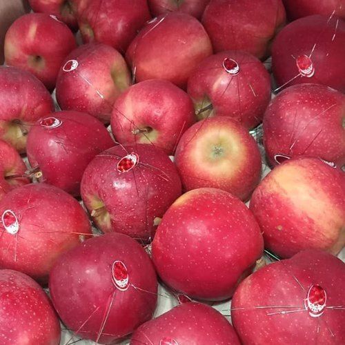 Healthy And Nutritious Rich In Vitamins And Minerals Fresh Red Kashmiri Apples