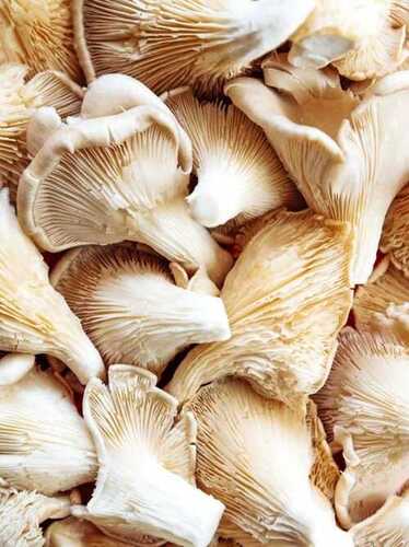 Oyster Mushroom, Longer Shelf Life Easy to Digest Delicious Taste Healthy