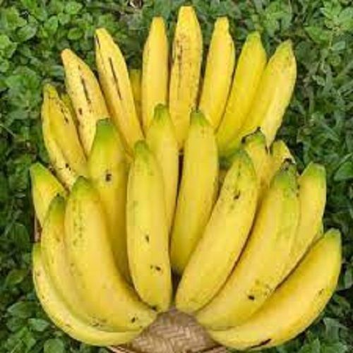 Pesticide Free Delicious Taste Rich In Vitamin And Potassium Fresh Yellow Banana