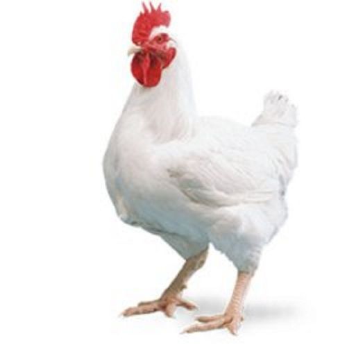 100% Pure Healthy White Live Chicken 