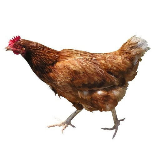 Brown Natural Country Live Chicken