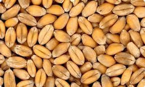 B Vitamins Organic Standard Grain Seed