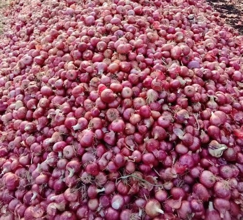 https://tiimg.tistatic.com/fp/1/007/715/fresh-rich-in-antioxidant-and-high-nutritional-good-source-healthy-red-onion-978.jpg