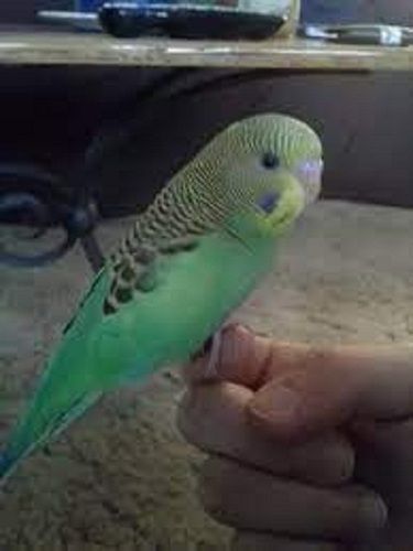 Little Beautiful Save For Childrean Green Budgies Budgerigar Bird Weight: 650 Grams (G)