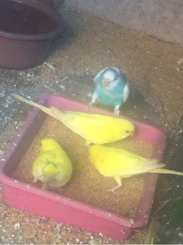 Yellow Save For Childrean Little Beautiful Domestic Canary Exotic Birds