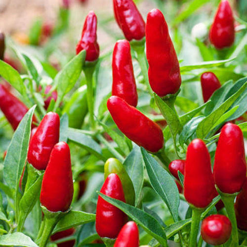 Rich In Color, Raw And Fresh Red Bird Eye Chilli For Spicy, Cooking Shelf Life: 3 Days