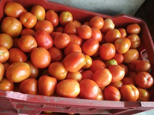 Pure Natural And Organic Special Grade With No Preservatives Fresh Meghdoot 1057 Tomato Moisture (%): Soft