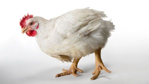  White Healthy Broiler Chicken