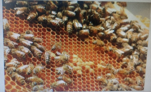 उच्च पौष्टिक मूल्य और भरपूर मीठे स्वाद के साथ स्वचालित A ग्रेड शुद्ध शहद