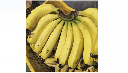 Fresh And Natural Yellow Banana With High Nutritous Value And Taste
