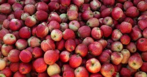 Common Rich In Fiber, Vitamins 100% Pure Fresh Juicy And Healthy Red Apple Fruits