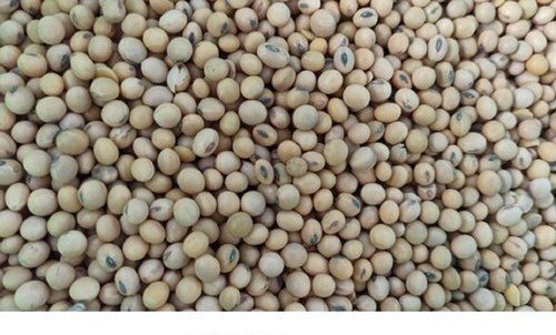 Rich In Protein, Fiber 100% Natural And Pure Organic White Soybean Seeds Gluten Free